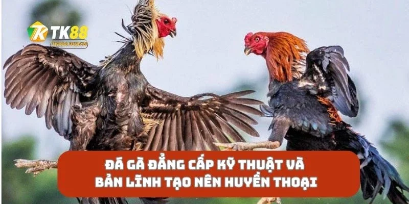 Đá Gà Đẳng Cấp Kỹ Thuật Và Bản Lĩnh Tạo Nên Huyền Thoại